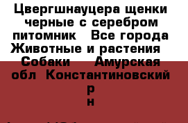 Цвергшнауцера щенки черные с серебром питомник - Все города Животные и растения » Собаки   . Амурская обл.,Константиновский р-н